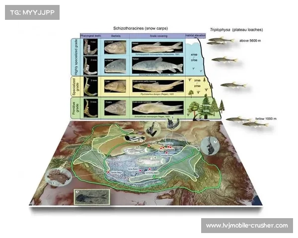 高原地区社会服务模式创新与发展路径探索：推动区域可持续发展新思路